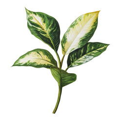 Wall Mural - PNG Green and yellow variegated leaves on a branch