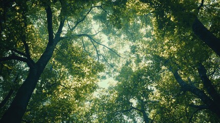 Poster - Looking Up Through the Trees.