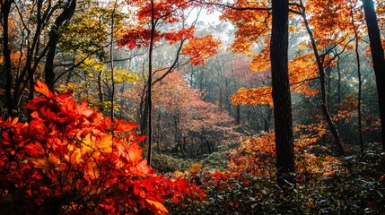 Canvas Print - Autumn Forest with Red Leaves.