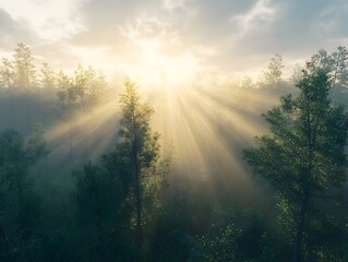 Poster - Majestic sunrise over a misty forest with rays of light piercing through the trees in a rendering