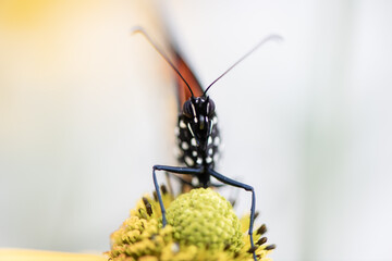 Wall Mural - monarch butterfly face close-up