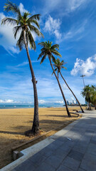 palm trees on the beachon 