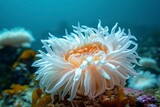A close-up of a white sea anemone with an orange center, growing on a rock in the ocean.