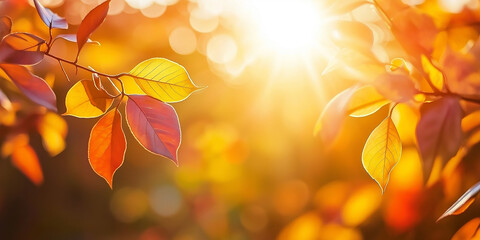 Aufkleber - Sunlight shining through colorful autumn leaves on branch