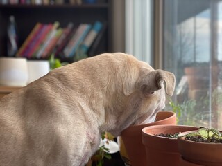 Dog with face in plant