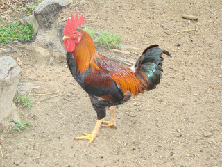 14 september 2010, kelantan malaysia. a picture of a rooster guarding his territory in a nearby village of melor kelantan. an animal known for his fierce attacking with sharp beak red black feather