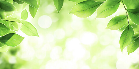 Wall Mural - Green leaves creating a blurred background with copy space