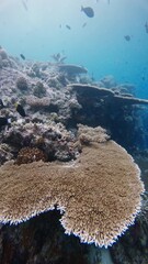 Wall Mural - Tropical ocean scenery with corals and fish underwater. Vertical footage