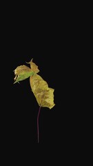 Wall Mural - Time lapse of resurrection yellow Maple leaf, vertical orientation
