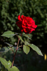 Wall Mural - A bright scarlet rose on a bush in the garden. A red rose. A scarlet rose flower on a background of green foliage. Close-up of a rose flower with red inflorescences on long stems on a sunny day.