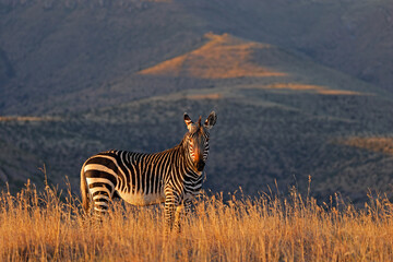 Canvas Print - A Cape mountain zebra (Equus zebra) in grassland at sunrise, Mountain Zebra National Park, South Africa.