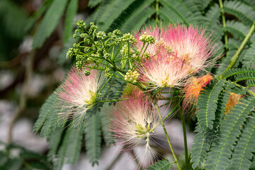 Wall Mural - Albizia Lankaran (Latin Albizia julibrissin) is an ornamental plant for decorating gardens and parks. Flowering tree Albizia Lankaran in the city park. It is used as an ornamental plant in gardens.