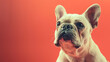 © kamonobubu - 単色背景のフレンチブルドッグ