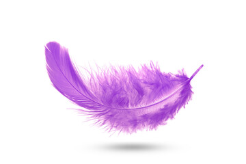 Wall Mural - Abstract Beautiful Purple Feather Falling in The Air. Freedom, Symbol of Peace, Color of LBGTQ. Feather on White Background.	