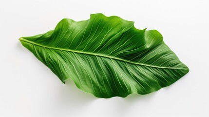 Wall Mural - green leaf on white background