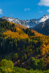 Wall Mural - Trees with autumn foliage on the slopes of the Zailiyskiy Alatau mountains in Kazakhstan