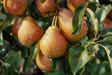 Harvest of ripe pears on a branch in the garden, agribusiness business concept, organic healthy food and non-GMO fruits with copy space 
