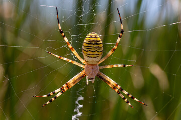 Wall Mural - Argiope bruennichi. Tiger spider on its web among vegetation.