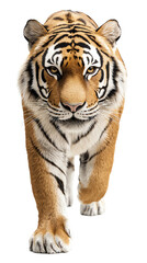 Wall Mural - 3d illustration of royal bengal tiger stalking on transparent background