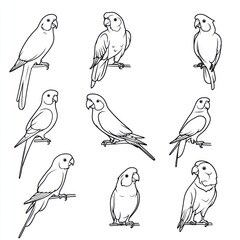 Poster - A collection of line drawings depicting various parakeets in different poses.