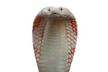 Wall Mural - lucy leucistic monocled cobra (naja kaouthia) closeup head. closeup head naja kaouthia on isolated b