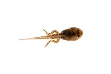 Wall Mural - fejervarya cancrivora tadpole on isolated backkground, fejervarya cancrivora tadpole