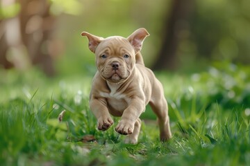 Beige purebred American Bully puppy running in grass