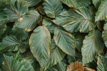 Sticker - chestnut leaves