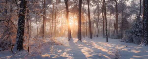 Poster - Sunlight filtering through winter trees, 4K hyperrealistic photo