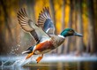 © Caitlin - frozen moment Shoveler duck's rapid wingbeats in mid-air capturing dynamic motion blur with stark monochrome and textured forest background