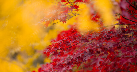 Wall Mural - Autumn leaves, gold and red leaves of autumn background. Maple leaves. Colorful autumn leaves. natural background. Falling autumn texture.