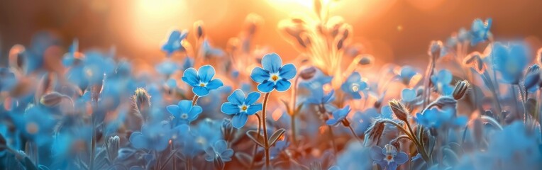 Wall Mural - Blue Forget-Me-Nots Blooming In Warm Sunlight