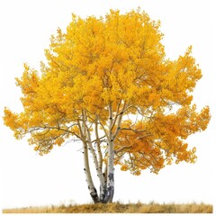 A Single Aspen Tree With Golden Leaves in Autumn