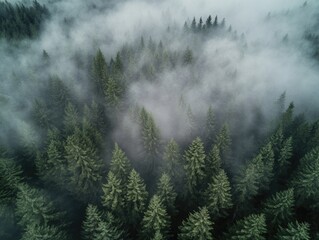 Sticker - Aerial View of Forest in Fog