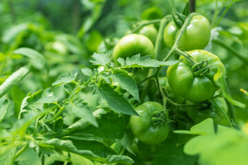 Wall Mural - Unripe green tomatoes growing on the garden bed. Tomatoes in the greenhouse with the green fruits.