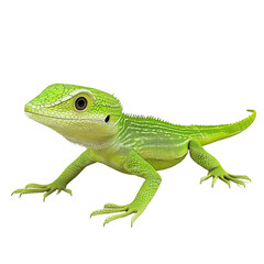 Wall Mural - 3d cartoon of curious green anole lizard on transparent background