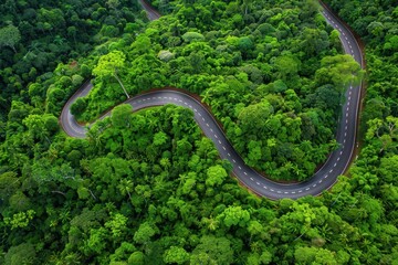 Wall Mural - Scenic road trip through thick woods viewed from above