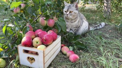 Sticker - Cat eats apples in fruit orchard