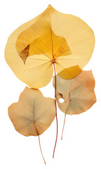 Sticker - PNG Eucalyptus leaf plant tree fragility.