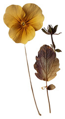 Poster - PNG Real Pressed a Primrose flower plant petal.