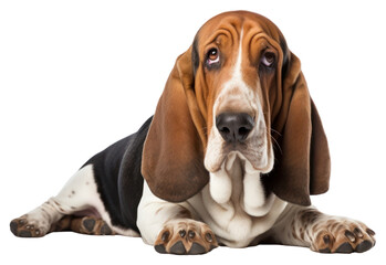 Poster - PNG Basset hound animal mammal dog.