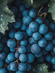 Wall Mural - Close-up of blue grapes