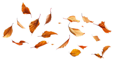 Sticker - PNG Autumn leaves floating white background