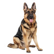 © ZeyBer - Beautiful German Shepherd Sitting on Transparent Background