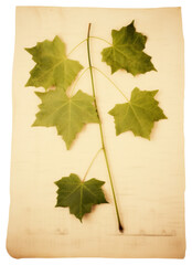 Poster - PNG  Real Pressed a green ivy plant maple paper.