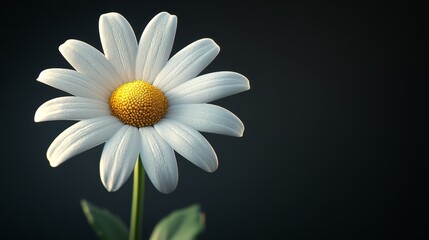 Wall Mural - A close up of a white flower with a yellow center