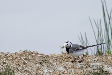 Canvas Print - Bergeronnette grise- Motacilla alba - Hoche queue gris - passereaux - motacillidés 