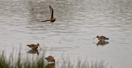 Wall Mural - Barge à queue noire - Limosa limosa - oiseaux limicoles - scolopacidés