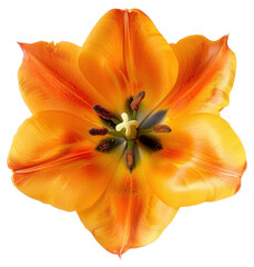 Sticker - PNG Vibrant orange tulip flower