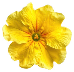 Wall Mural - PNG Vibrant yellow hibiscus flower